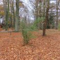 Geografisches Arboretum Rombergpark am 17,102018 (51)